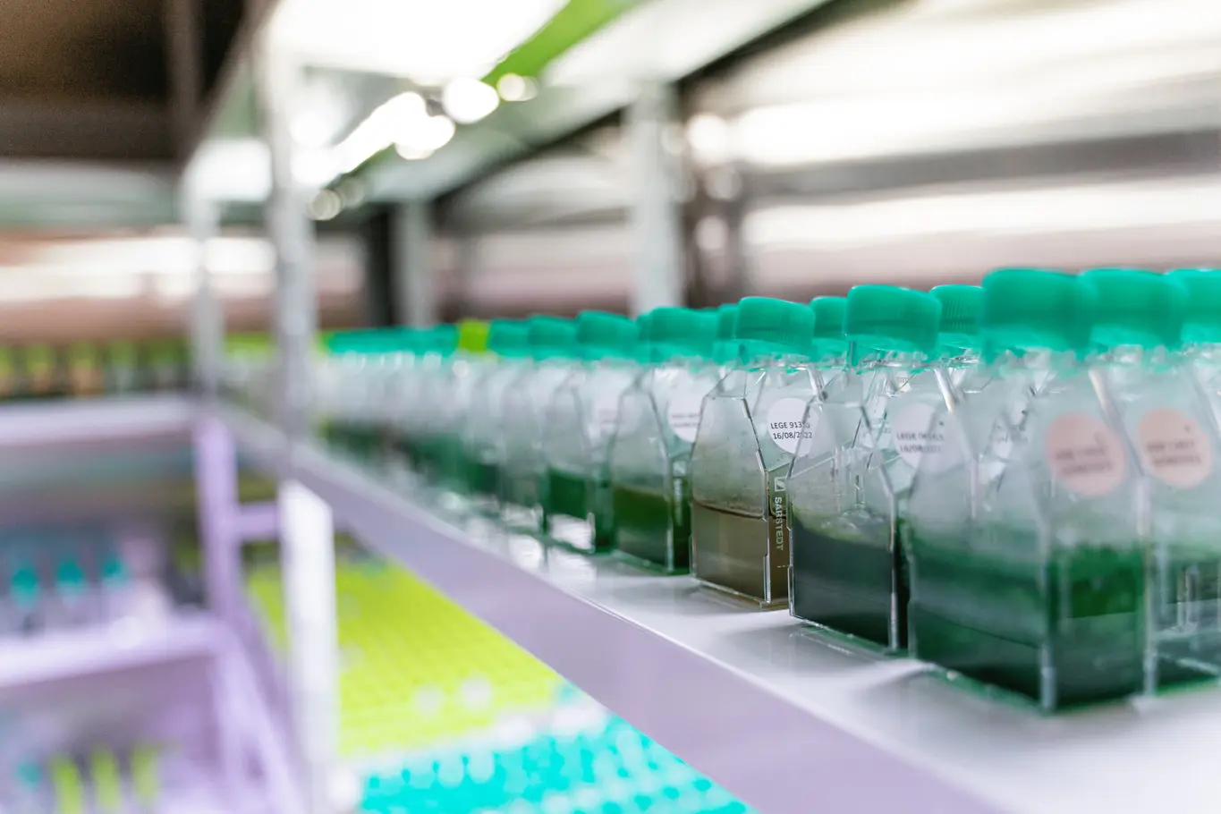 Uma série de pequenos recipientes de laboratório cheios de líquido verde numa prateleira.